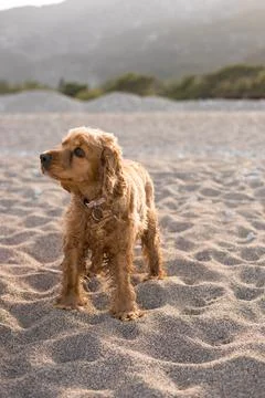 Cocker spaniel dog has fun playing and running along the beach on a hot spring Stock Photos