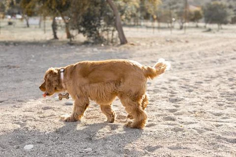 Cocker spaniel dog has fun playing and running along the beach on a hot spring Stock Photos