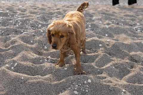 Cocker spaniel dog has fun playing and running along the beach on a hot spring Foto stock