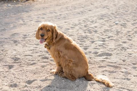 Cocker spaniel dog has fun playing and running along the beach on a hot spring Stock Photos