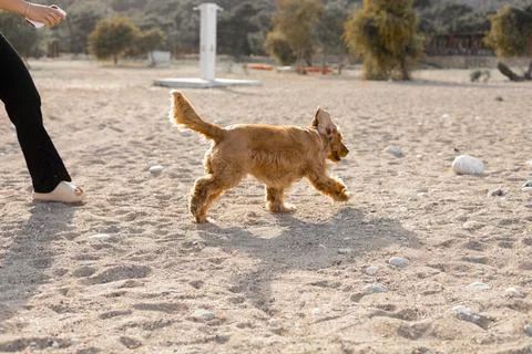 Cocker spaniel dog has fun playing and running along the beach on a hot spring Stock Photos