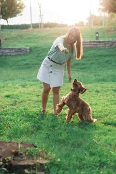 Cocker Spaniel dog having fun and playing with young beautiful woman Stock Photos