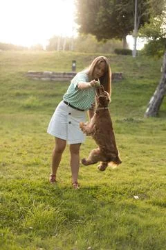 Cocker Spaniel dog having fun and playing with young beautiful woman Stock Photos