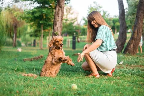 Cocker Spaniel dog having fun and playing with young beautiful woman Stock Photos