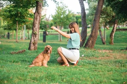 Cocker Spaniel dog having fun and playing with young beautiful woman Stock Photos