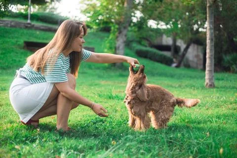 Cocker Spaniel dog having fun and playing with young beautiful woman Stock Photos