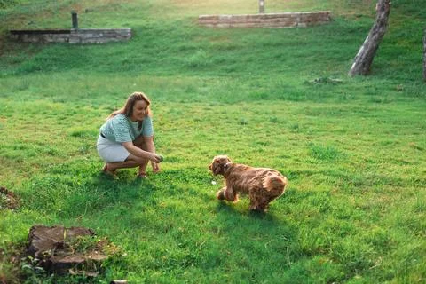 Cocker Spaniel dog having fun and playing with young beautiful woman Foto stock