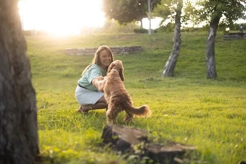 Cocker Spaniel dog having fun and playing with young beautiful woman Stock Photos