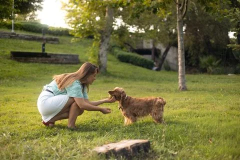 Cocker Spaniel dog having fun and playing with young beautiful woman Stock Photos