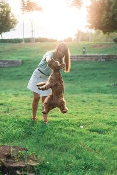 Cocker Spaniel dog having fun and playing with young beautiful woman Stock Photos