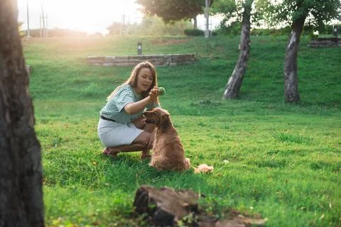 Cocker Spaniel dog having fun and playing with young beautiful woman Stock Photos