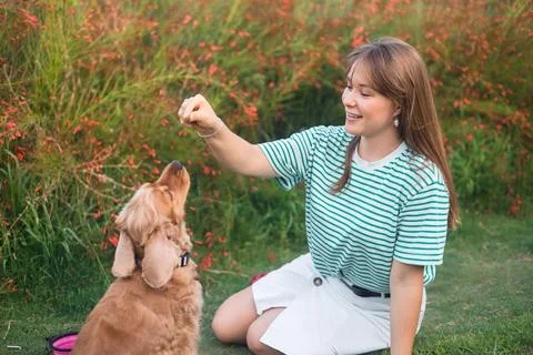 Cocker Spaniel dog having fun and playing with young beautiful woman Stock Photos