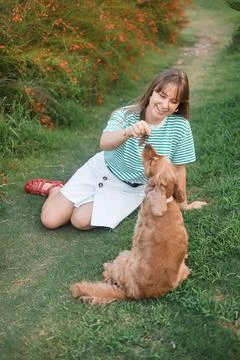 Cocker Spaniel dog having fun and playing with young beautiful woman Foto stock