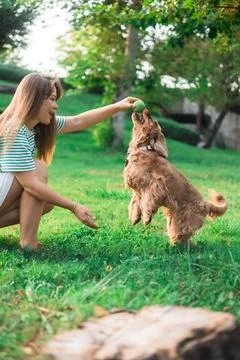 Cocker Spaniel dog having fun and playing with young beautiful woman Foto stock