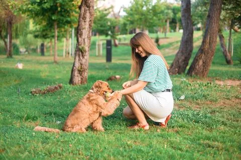 Cocker Spaniel dog having fun and playing with young beautiful woman Stock Photos
