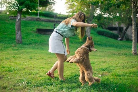 Cocker Spaniel dog having fun and playing with young beautiful woman Foto stock