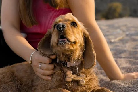 Cocker spaniel dog having fun on the beach on a hot spring day, sunset Stock Photos