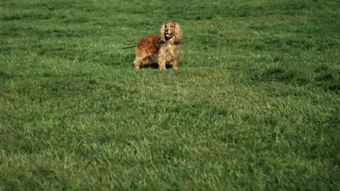 Cocker Spaniel dog on a leash stands on the lawn and looks around. Stock Footage 241706935