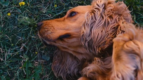 Cocker spaniel dog lies upside down. Shows trust in a person Stock Footage 201297385