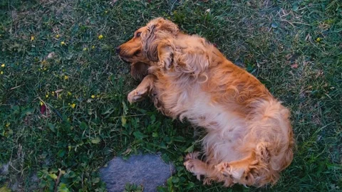 Cocker spaniel dog lies upside down. Shows trust in a person Stock Footage 201297401