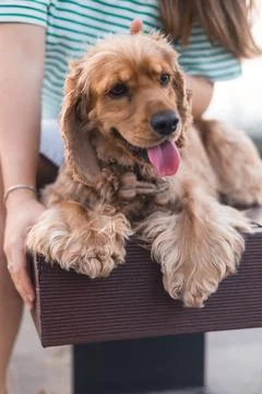 Cocker spaniel dog lying on a bench Foto stock