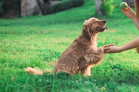 Cocker spaniel dog lying in the grass Stock Photos