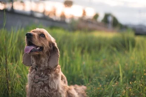 Cocker spaniel dog lying in the grass Stock Photos