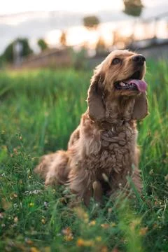 Cocker spaniel dog lying in the grass Stock Photos