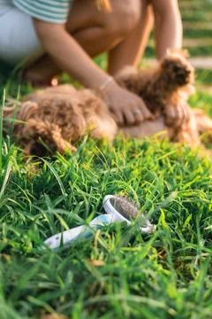Cocker spaniel dog lying in the grass Foto stock
