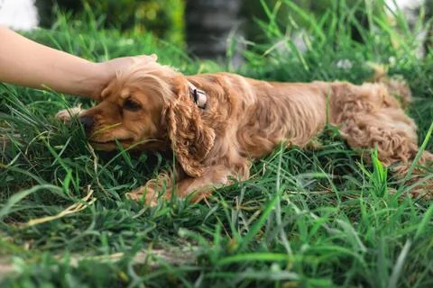 Cocker spaniel dog lying in the grass Stock Photos