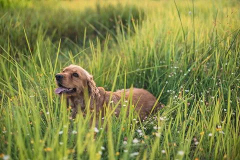 Cocker spaniel dog lying in the grass Stock Photos