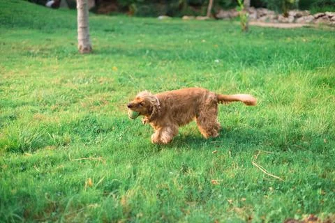 Cocker spaniel dog lying in the grass Foto stock