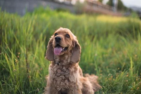 Cocker spaniel dog lying in the grass Stock Photos