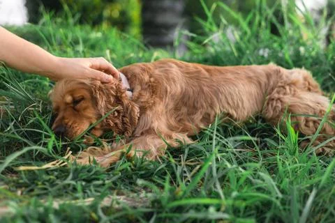 Cocker spaniel dog lying in the grass Stock Photos