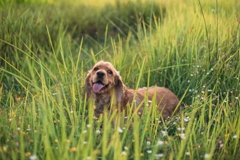 Cocker spaniel dog lying in the grass Stock Photos