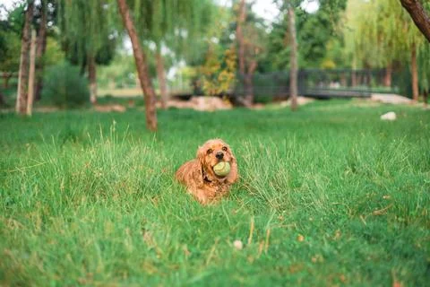 Cocker spaniel dog lying in the grass Stock Photos