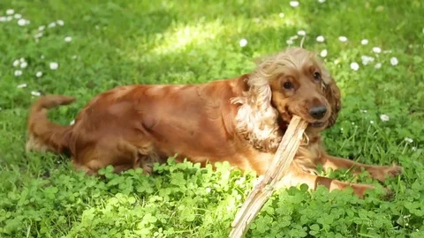 Cocker Spaniel Dog Park Daisies Grass Hunting Flowers Stock Footage 77868065