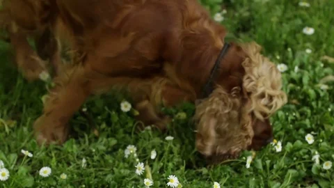 Cocker Spaniel Dog Park Daisies Grass Hunting Flowers Stock Footage 77868081