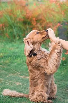 Cocker spaniel dog in a park Stock Photos