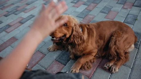 Cocker Spaniel dog pet playing gives a foot puppy animal young adorable pets Video stock 114291637