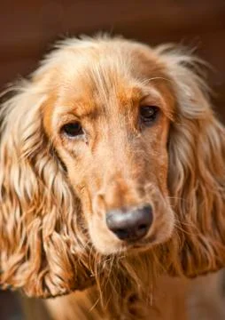 Cocker Spaniel Dog Stock Photos