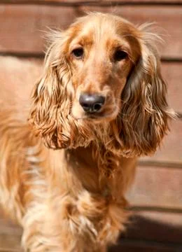 Cocker Spaniel Dog Stock Photos