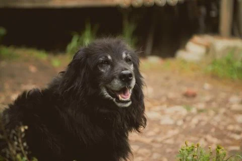 Cocker spaniel dog portrait Stock Photos