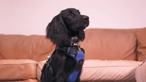 Cocker Spaniel Dog Puppy Stock Footage 219465620