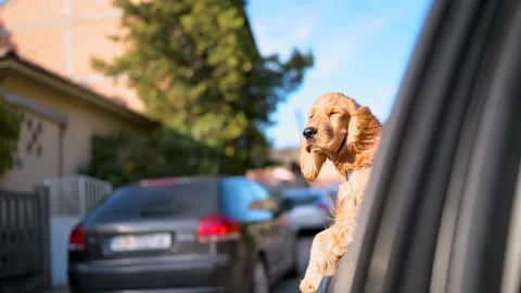 Cocker Spaniel Dog on a road trip Stock Footage 168906509