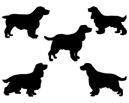 COCKER SPANIEL DOG SILHOUETTE VECTOR ART Stock Illustration