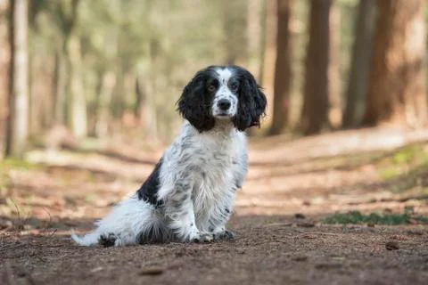 Cocker spaniel dog sitting on a forest lane seen from the side looking at the Stock Photos