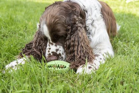 Cocker Spaniel dog smells chewing toy with snacks on lawn Stock Photos