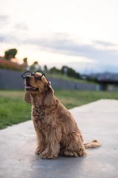 Cocker spaniel dog in sunglasses Stock Photos