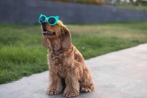 Cocker spaniel dog in sunglasses Foto stock